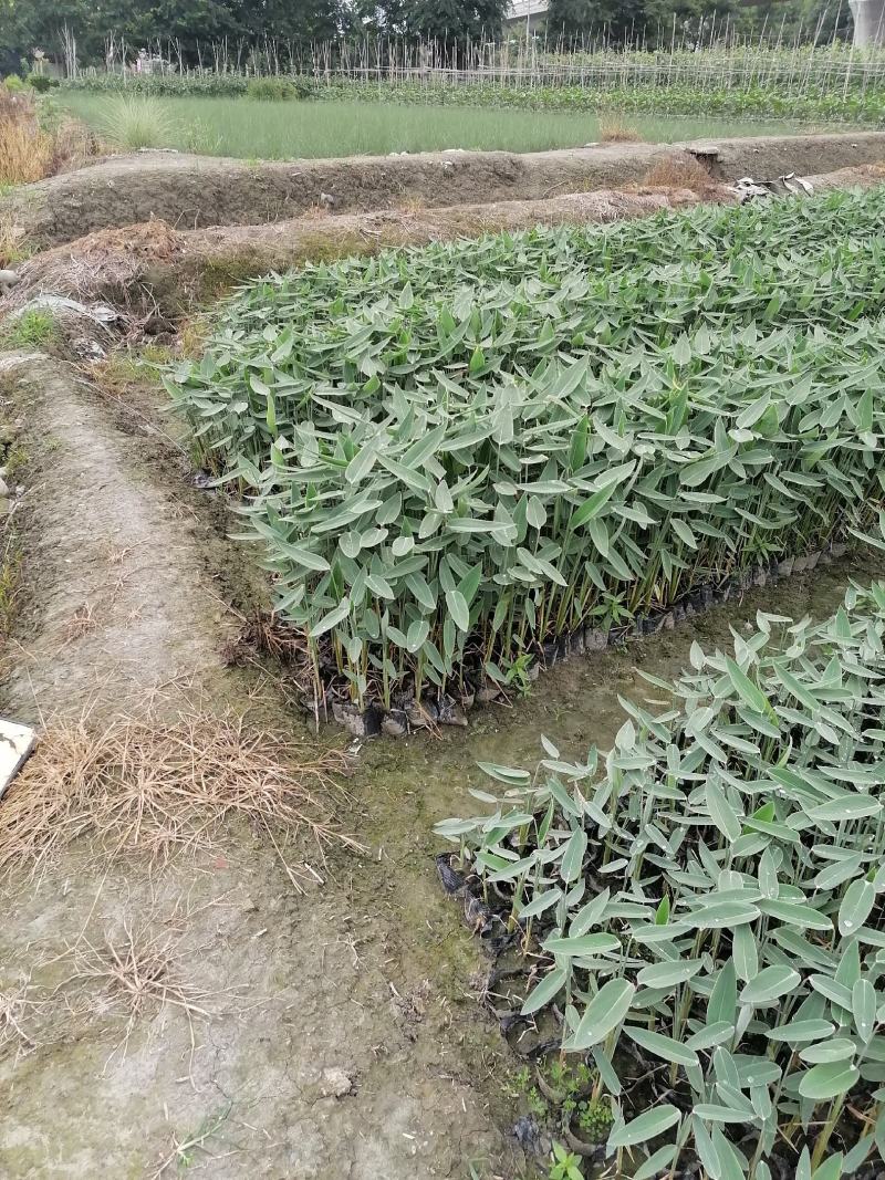 再力花基地直销杯苗再力花成活率高的再力花