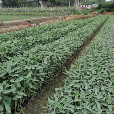 再力花基地直销杯苗再力花成活率高的再力花