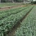 再力花基地直销杯苗再力花成活率高的再力花