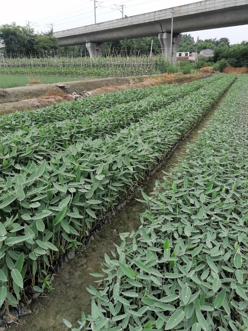 再力花基地直销杯苗再力花成活率高的再力花