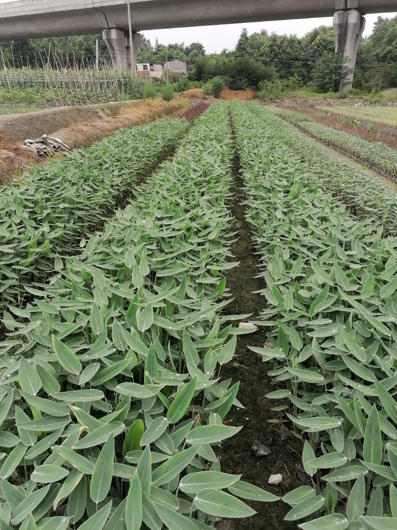 再力花基地直销杯苗再力花成活率高的再力花