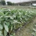 再力花基地直销杯苗再力花成活率高的再力花