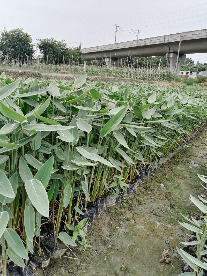 再力花基地直销杯苗再力花成活率高的再力花