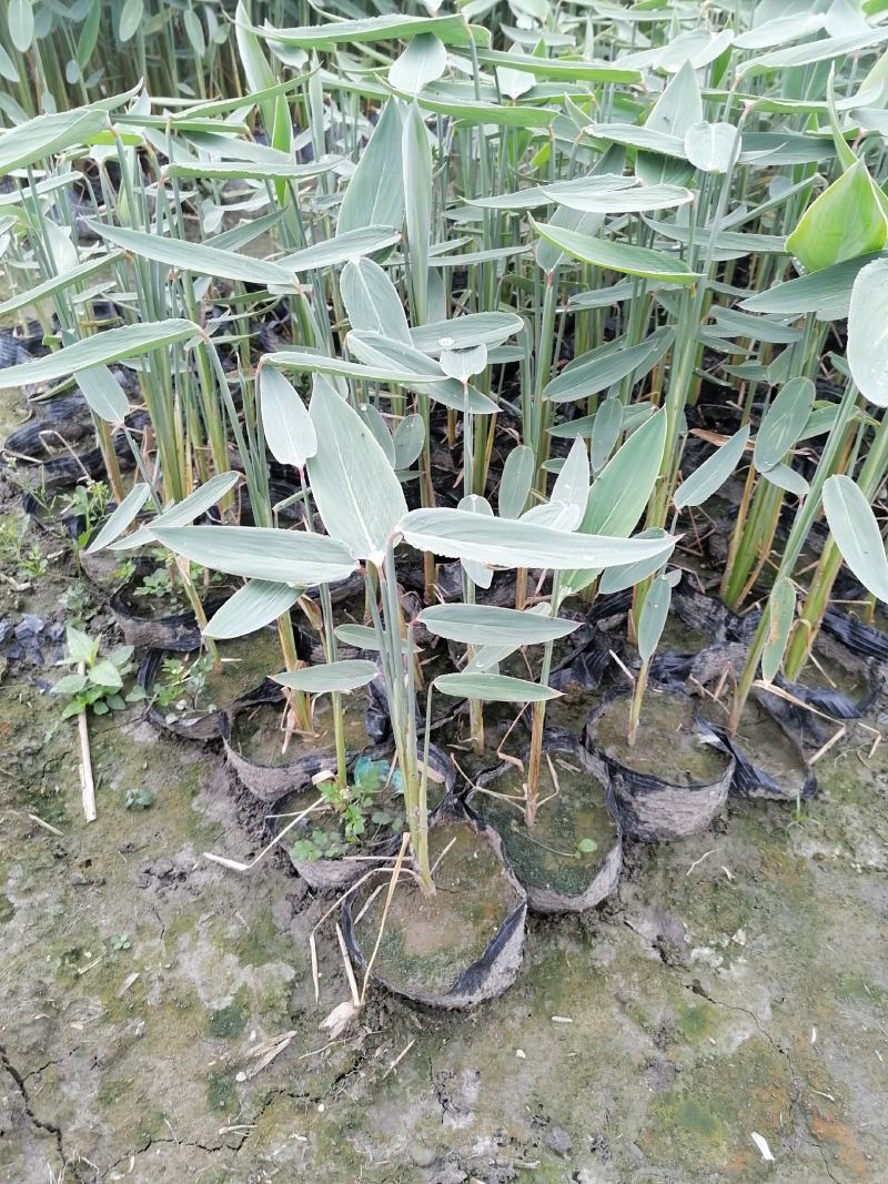 再力花基地直销杯苗再力花成活率高的再力花