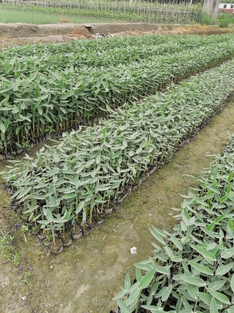 再力花基地直销杯苗再力花成活率高的再力花