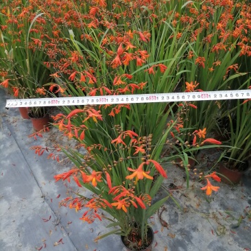 自家苗圃供应火星花雄黄兰基地直销杯苗视频看货