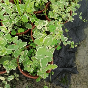花叶蔓长春双色杯基地直销花叶蔓长春价格实惠