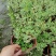 花叶蔓长春双色杯基地直销花叶蔓长春价格实惠