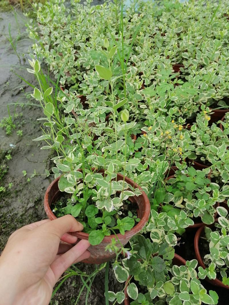 花叶蔓长春双色杯基地直销花叶蔓长春价格实惠