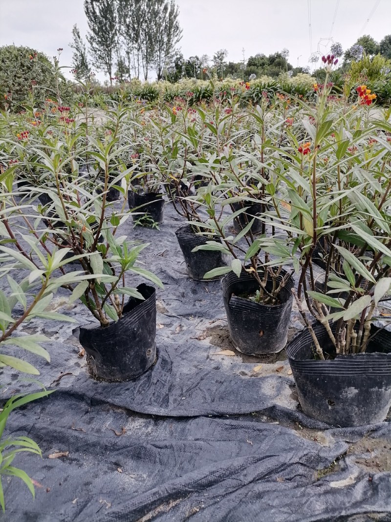 马力筋16杯杯苗40-50公分，冠幅20-30公分