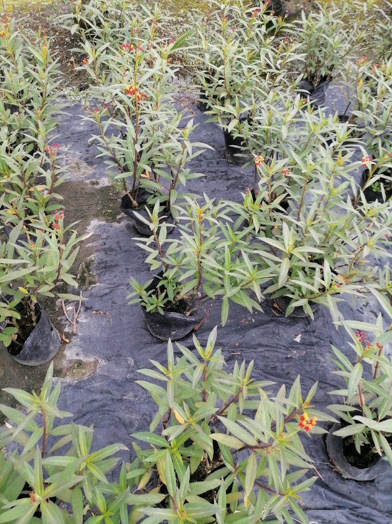 马力筋16杯杯苗40-50公分，冠幅20-30公分