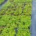 水蒲桃种苗园林绿化庭院盆栽果树苗四季常青