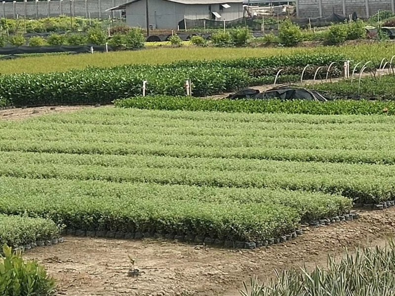 水蒲桃种苗园林绿化庭院盆栽果树苗四季常青
