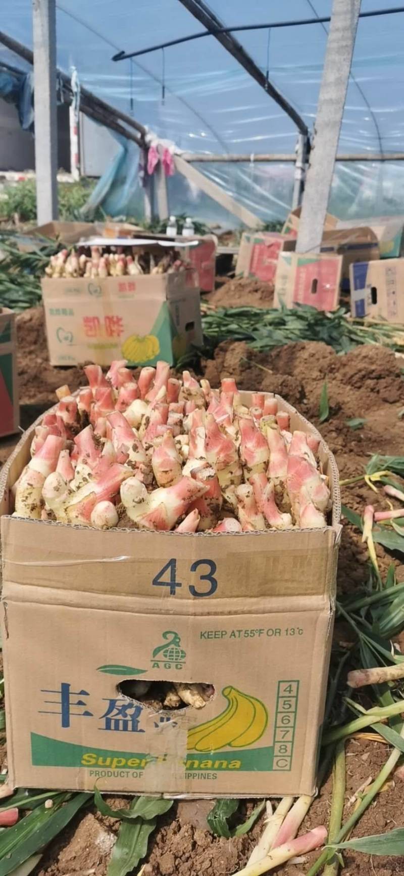 红芽姜大量上市，老板们看过来