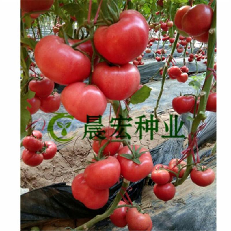 高产西红柿种子，深粉西红柿种子零售批发