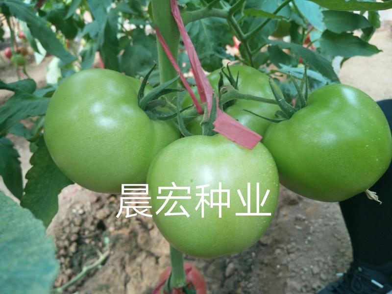 高产西红柿种子，深粉西红柿种子零售批发