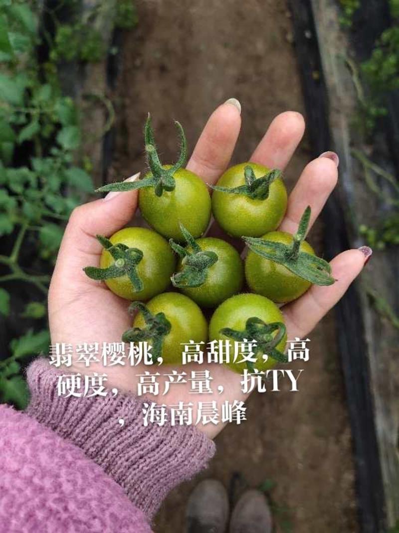 翡翠绿樱桃番茄种子，高甜度12度以，高硬度，高抗TY病毒
