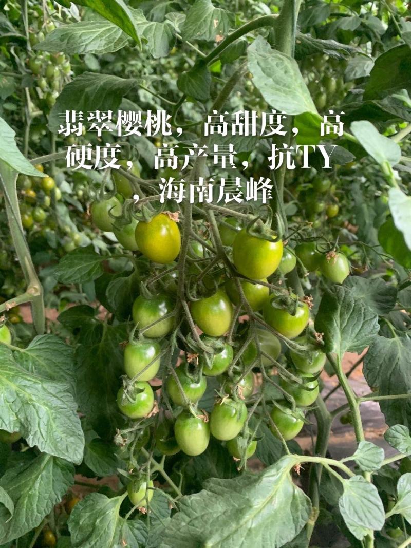 翡翠绿樱桃番茄种子，高甜度12度以，高硬度，高抗TY病毒