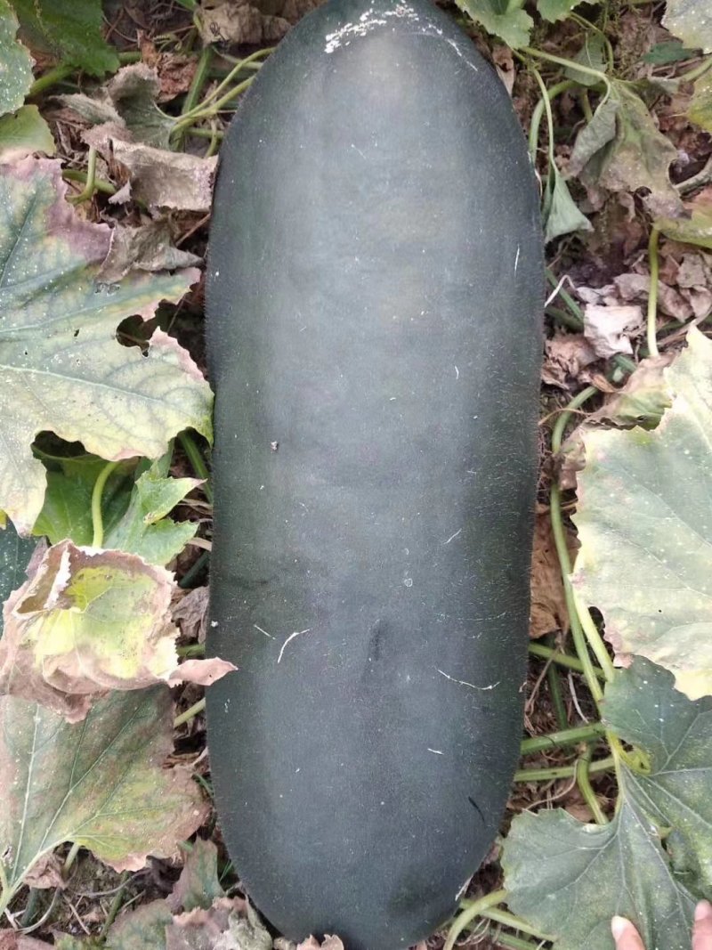 黑皮冬瓜，质量好，面积大