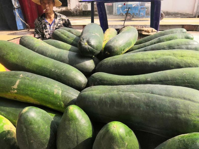 黑皮冬瓜，质量好，面积大