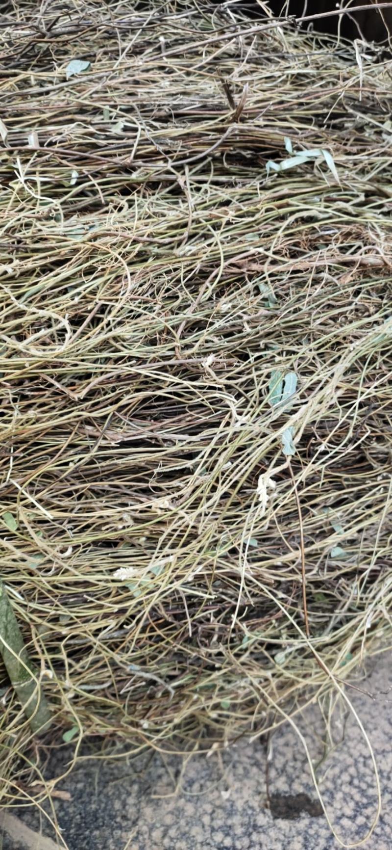 广西本地野生大叶鸡骨草