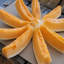 民勤县蜜瓜西州蜜金红宝大量走货中