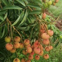 荣获奥运特贡水果称号的合江带绿荔枝大量上市。