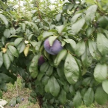 城固黑包石李子吃硊甜现在正在大量上市中现货