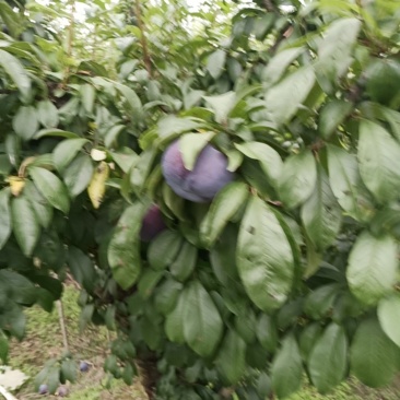城固黑包石李子吃硊甜现在正在大量上市中现货