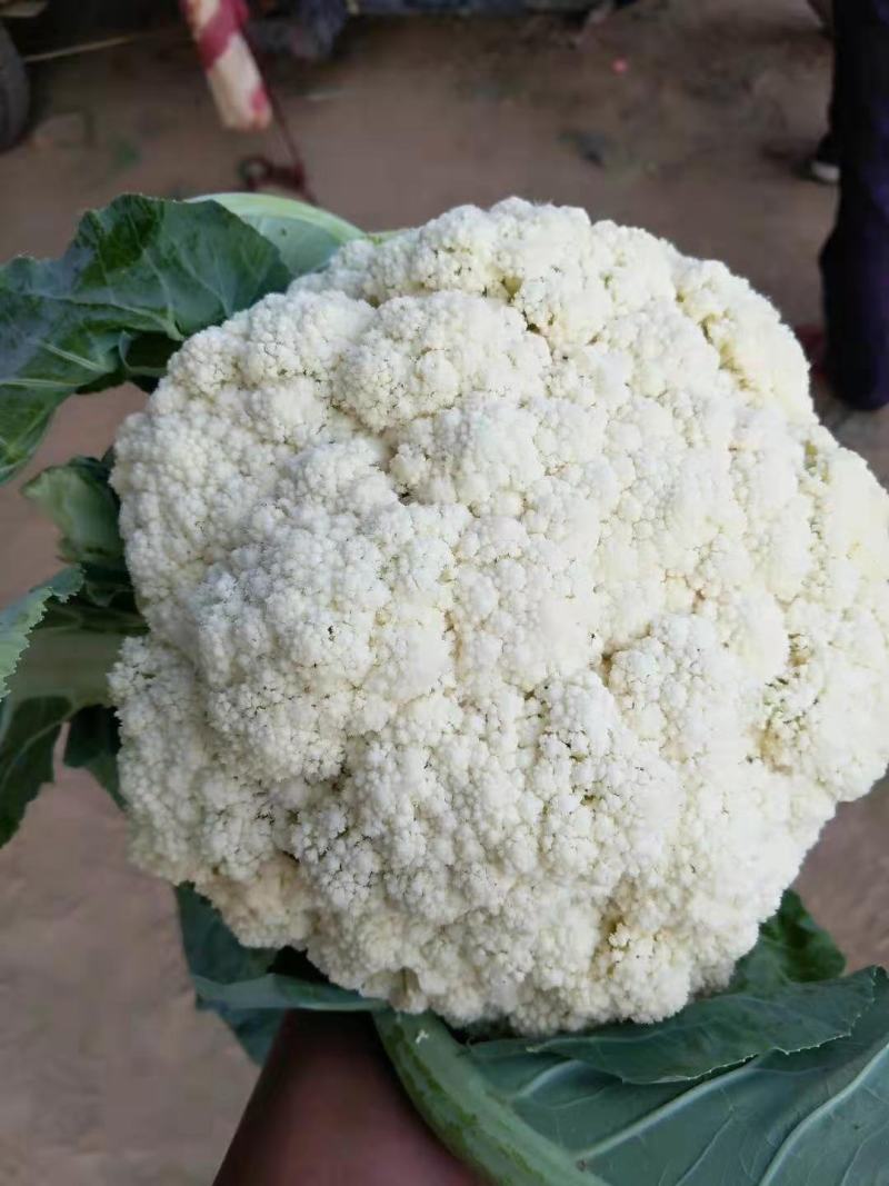 松花菜商超品质，提供物流发全国，欢迎咨