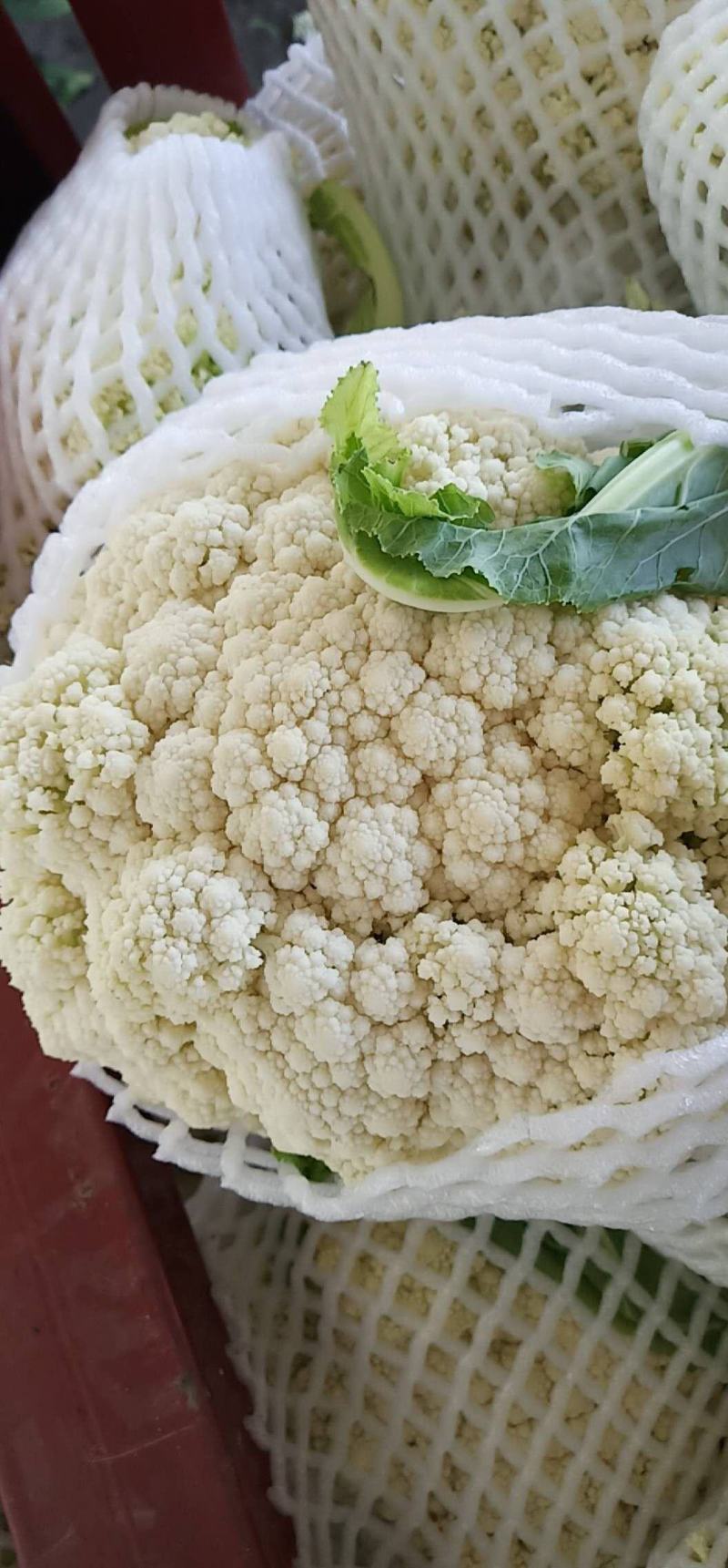 松花菜商超品质，提供物流发全国，欢迎咨