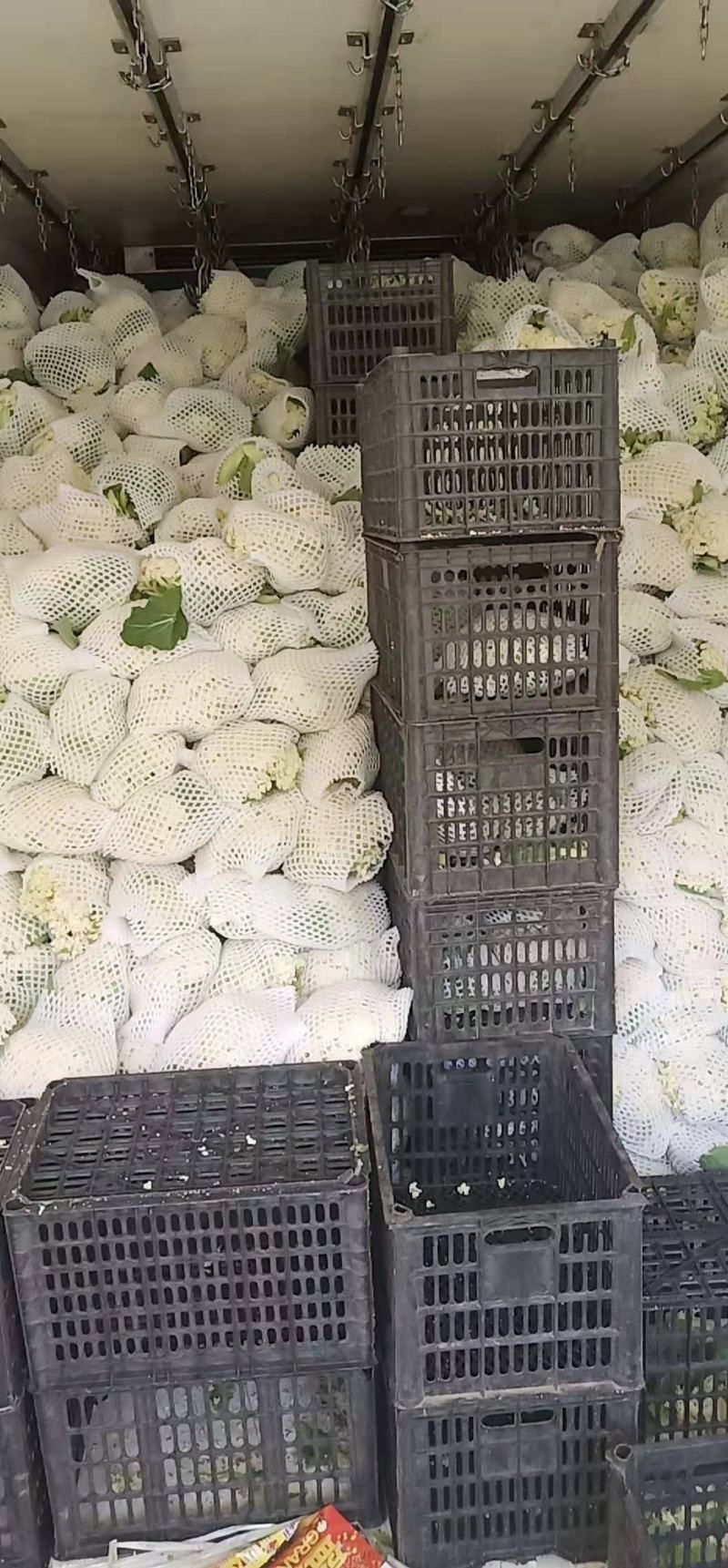 松花菜商超品质，提供物流发全国，欢迎咨