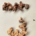 深山8年或以上老黄精干度很好