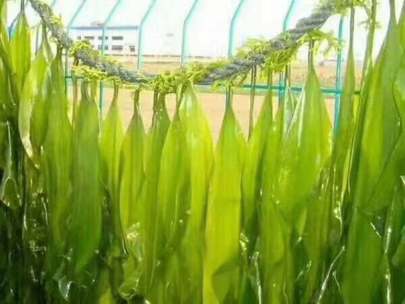 东山海带苗即食鲜嫩海带芽非盐渍