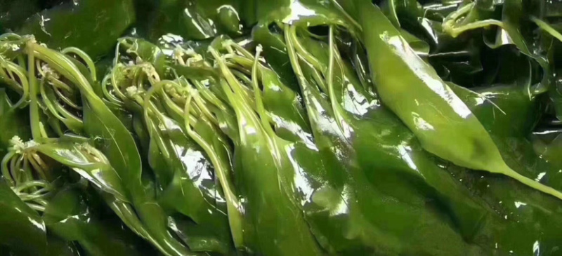 东山海带苗即食鲜嫩海带芽非盐渍