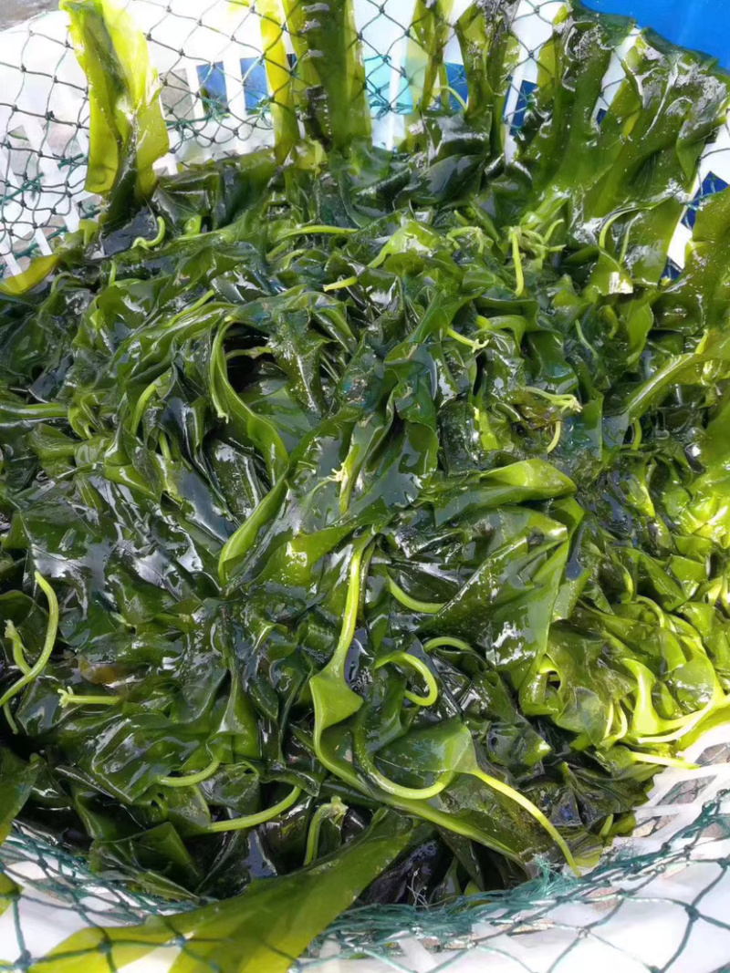 东山海带苗即食鲜嫩海带芽非盐渍