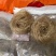 豌豆粉丝手工红薯粉丝跑江湖地摊热卖红苕粉丝批发