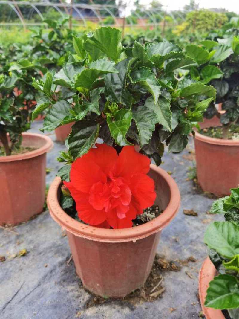 桑叶牡丹，扶桑花盆苗，桑叶牡丹种植基地直销