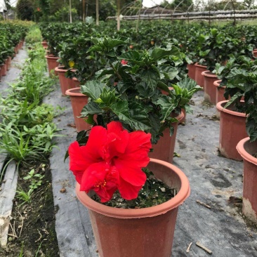 桑叶牡丹，扶桑花盆苗，桑叶牡丹种植基地直销