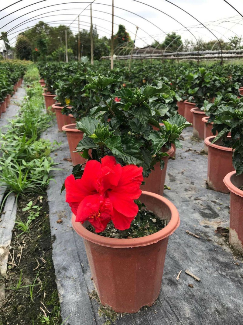 桑叶牡丹，扶桑花盆苗，桑叶牡丹种植基地直销