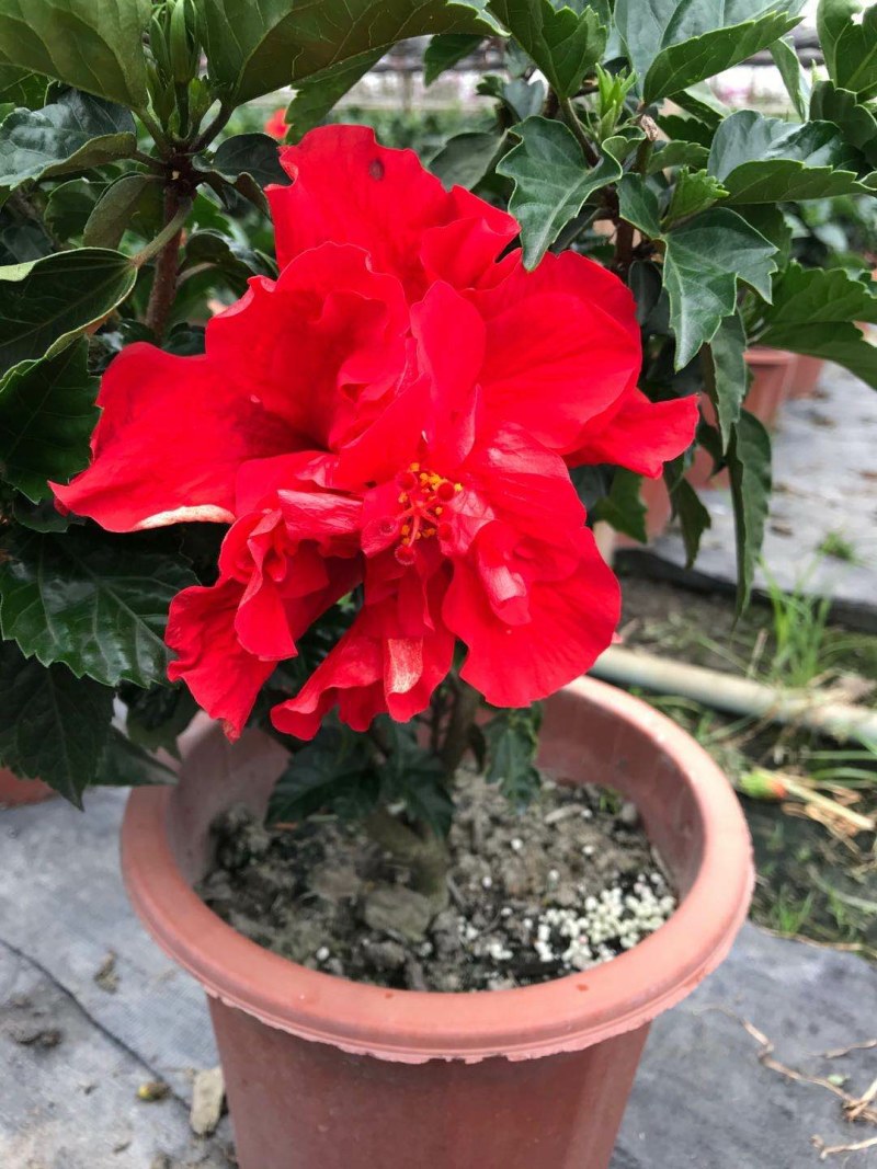 桑叶牡丹，扶桑花盆苗，桑叶牡丹种植基地直销