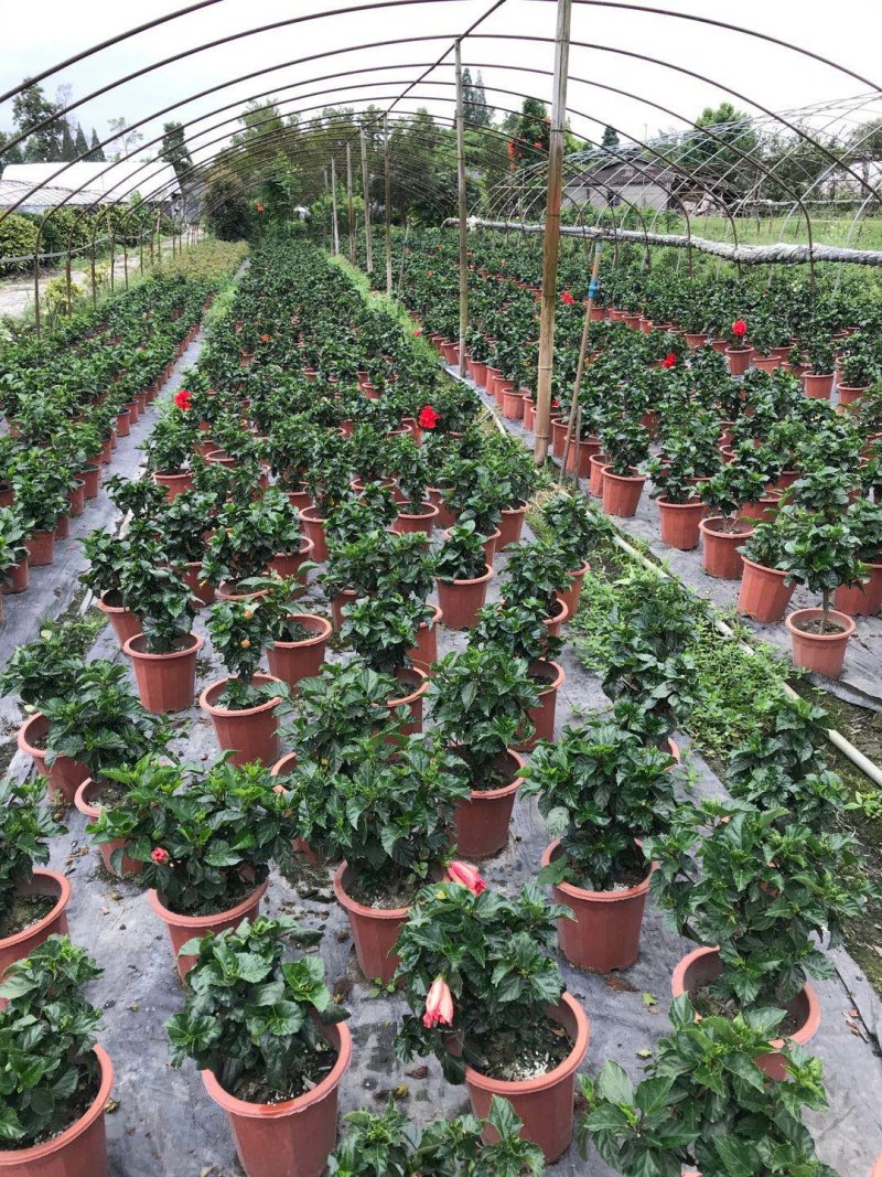 桑叶牡丹，扶桑花盆苗，桑叶牡丹种植基地直销