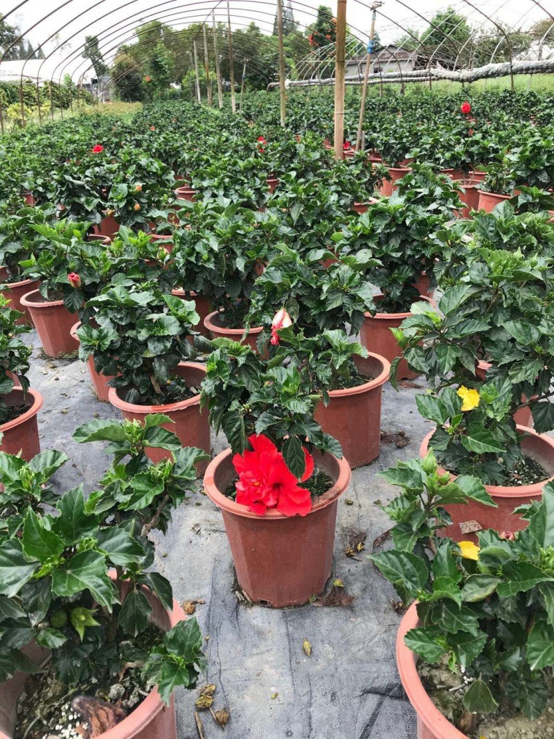 桑叶牡丹，扶桑花盆苗，桑叶牡丹种植基地直销
