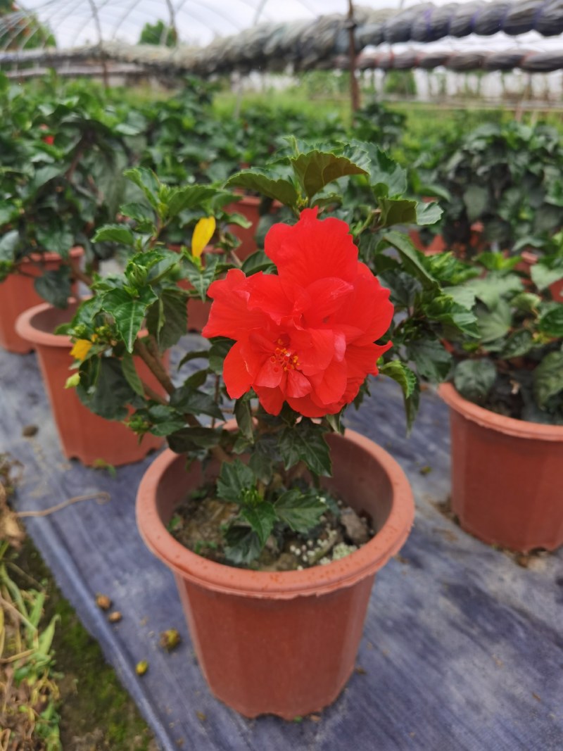桑叶牡丹，扶桑花盆苗，桑叶牡丹种植基地直销
