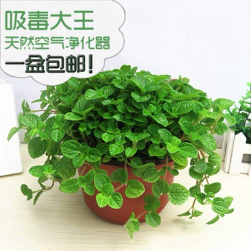 吸毒草盆栽室内吊兰客厅净化空气吸甲醛植物新房去味绿植