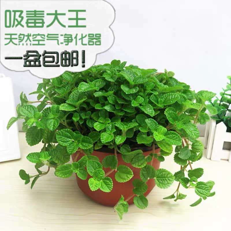 吸毒草盆栽室内吊兰客厅净化空气吸甲醛植物新房去味绿植
