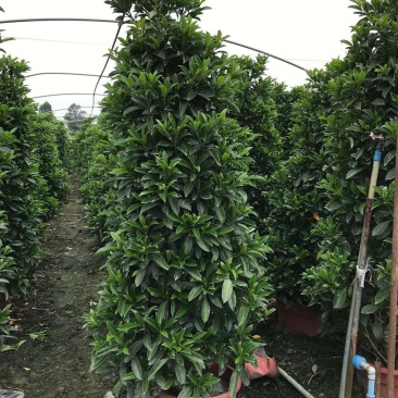 非洲茉莉销售，球型非洲茉莉，柱型非洲茉莉