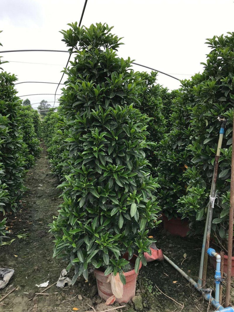 非洲茉莉销售，球型非洲茉莉，柱型非洲茉莉