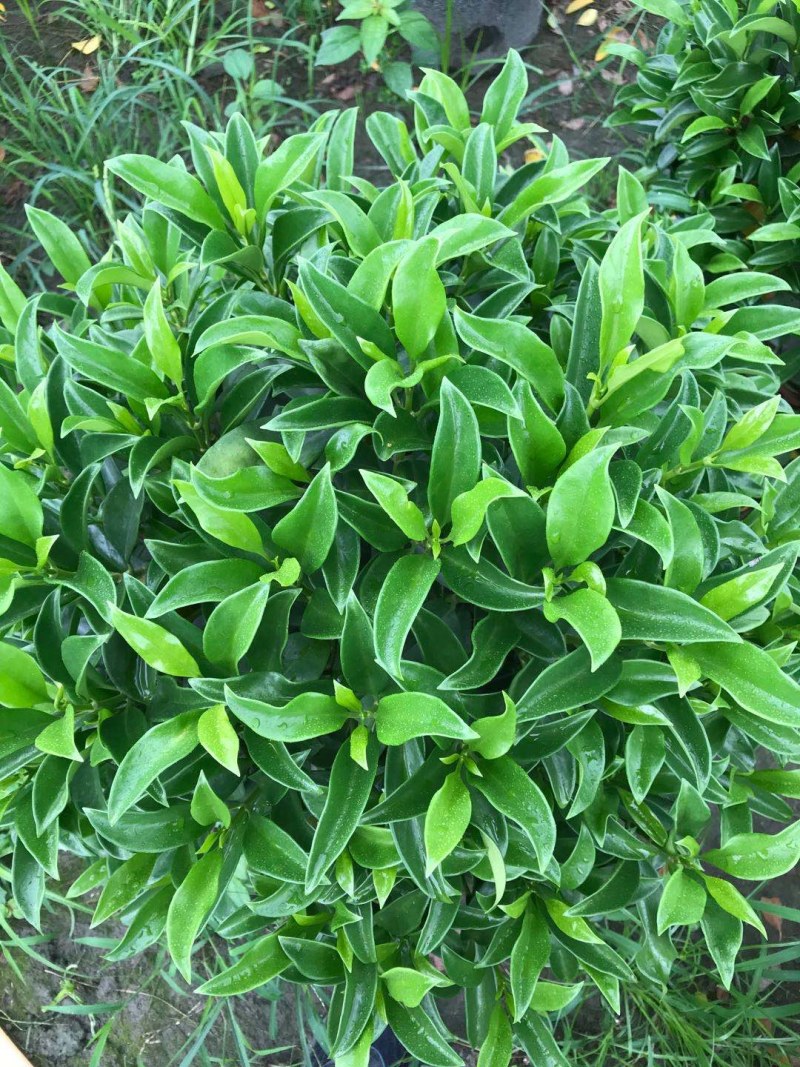 非洲茉莉销售，球型非洲茉莉，柱型非洲茉莉