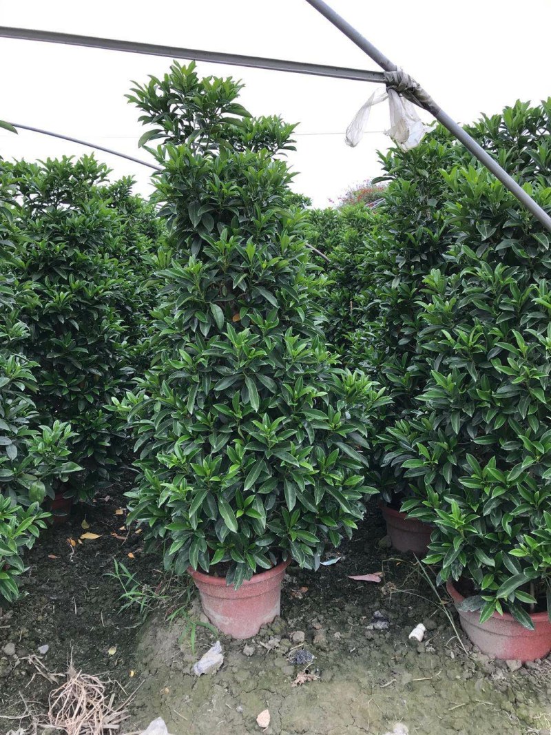 非洲茉莉销售，球型非洲茉莉，柱型非洲茉莉